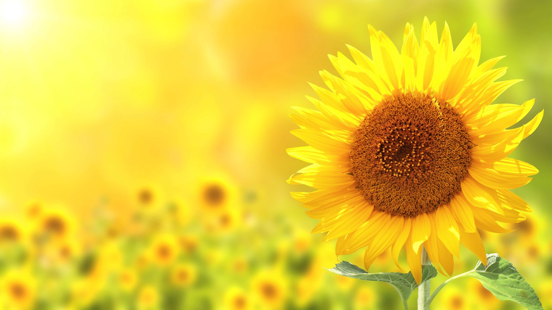 Palsgaard Can Deliver A Broad Range Of Non Palm Emulsifiers Made From Sunflower And Rapeseed Oil