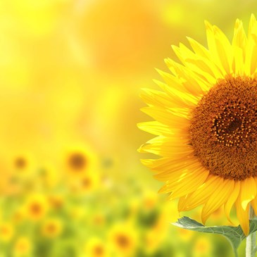 Palsgaard Can Deliver A Broad Range Of Non Palm Emulsifiers Made From Sunflower And Rapeseed Oil